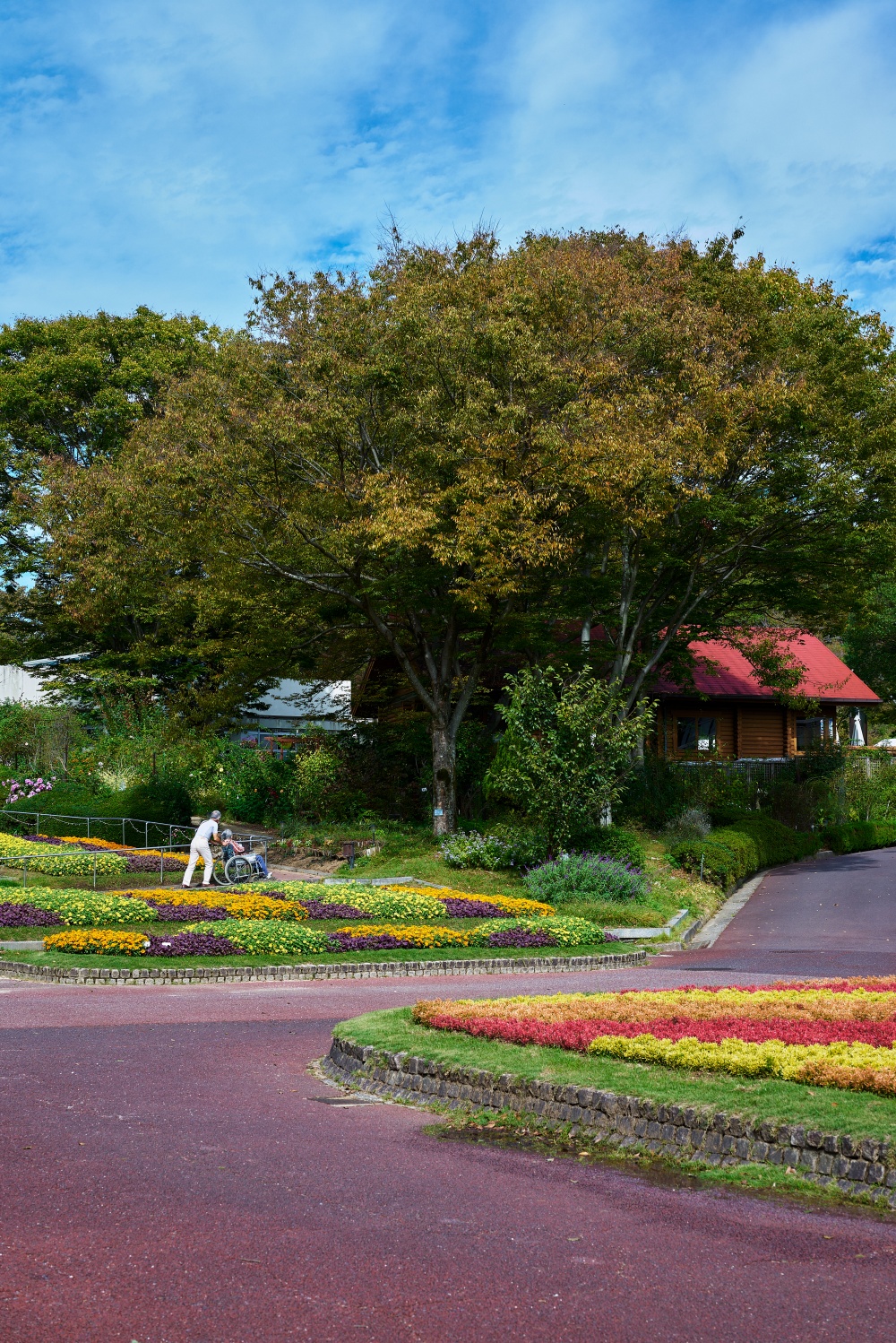 Nikon Z5とNIKKOR Z 50mm f/1.8Sで撮影。次に入園してすぐの大きな木。ちょうどご夫婦が通っていたのですが、素敵なお時間を過ごされているようでした。