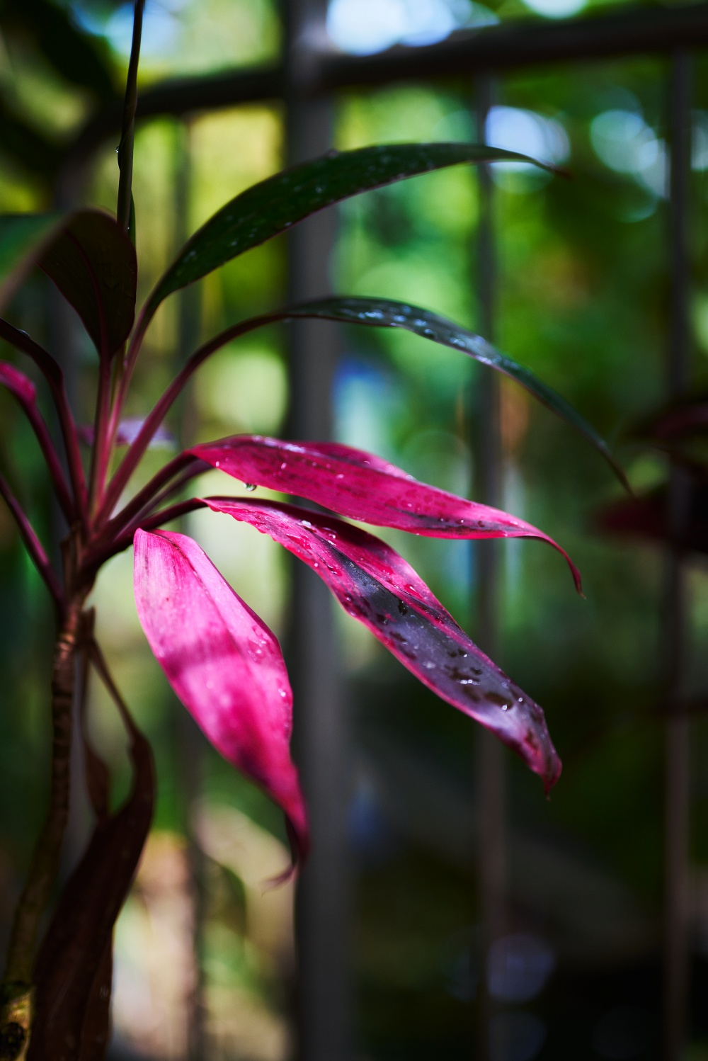 Nikon Z5とNIKKOR Z 50mm f/1.8Sで撮影。次も大温室にあった赤い葉っぱ。植物園といえば花と思われがちですが、私は葉っぱが好きです。