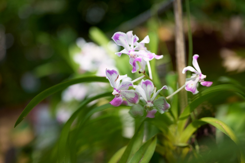 Nikon Z5とNIKKOR Z 50mm f/1.8Sで撮影。バンダという名前のお花。最初パンダだと思っていました。