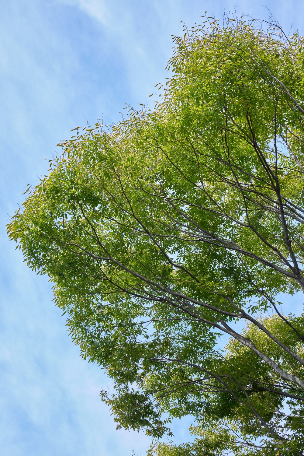 Z5とNIKKOR Z 50mm f/1.8Sで撮影。続いては見上げた視線の先にあった木の葉っぱ。青い空と緑の葉っぱの対比が印象的でした。