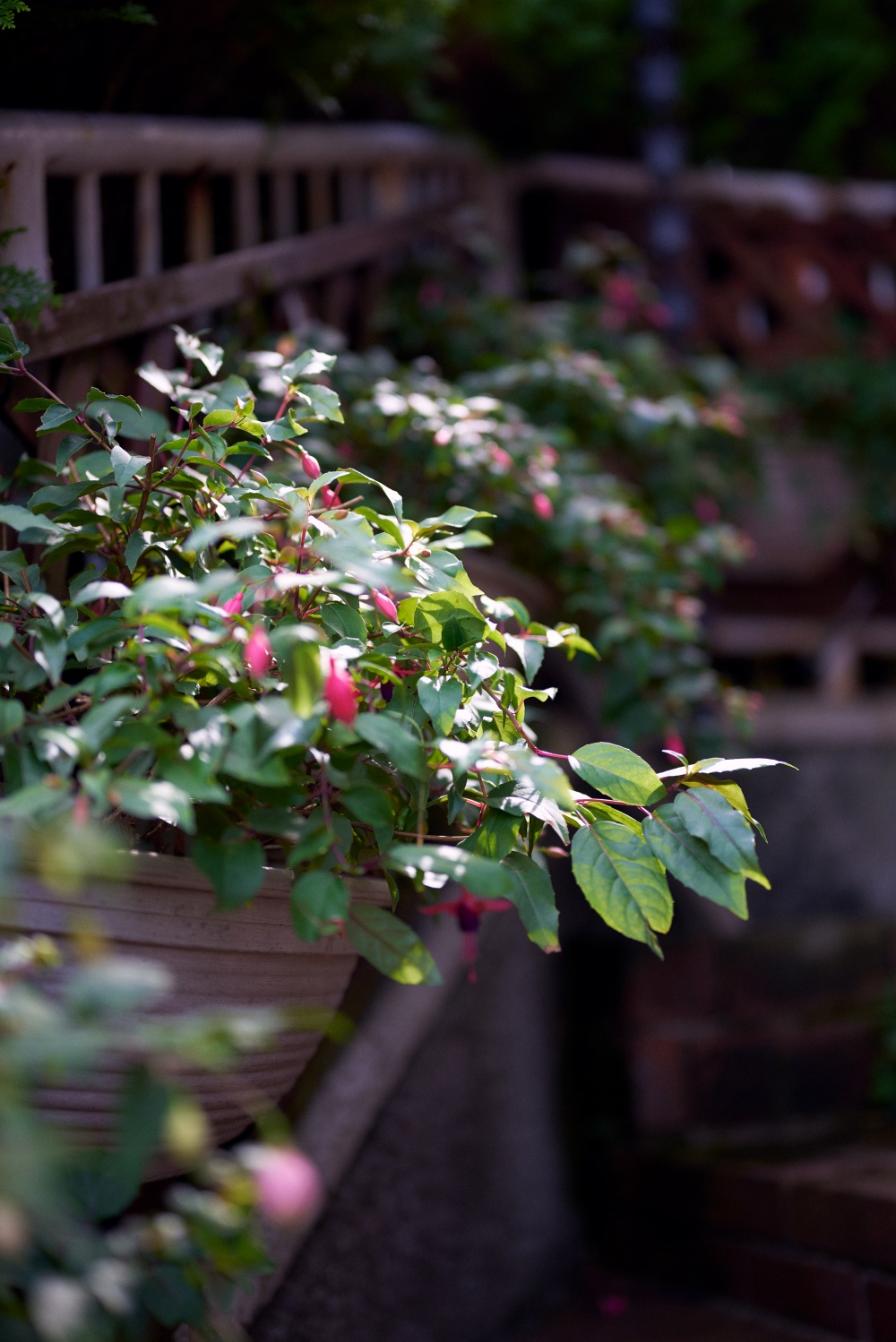 Z5とNIKKOR Z 50mm f/1.8Sで撮影。こちらは綺麗なお花。逆光気味で撮ってキラキラ感を意識してみました。