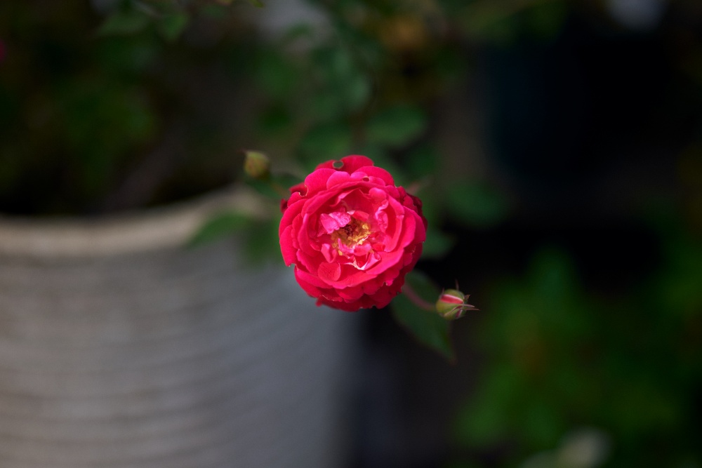 Z5とNIKKOR Z 50mm f/1.8Sで撮影。広島市植物園にはバラ園があるので、ついついバラばかり撮ってしまいます。幾重にも重なる薔薇の花びらが美しいので、シンプルに日の丸構図でよく合います。