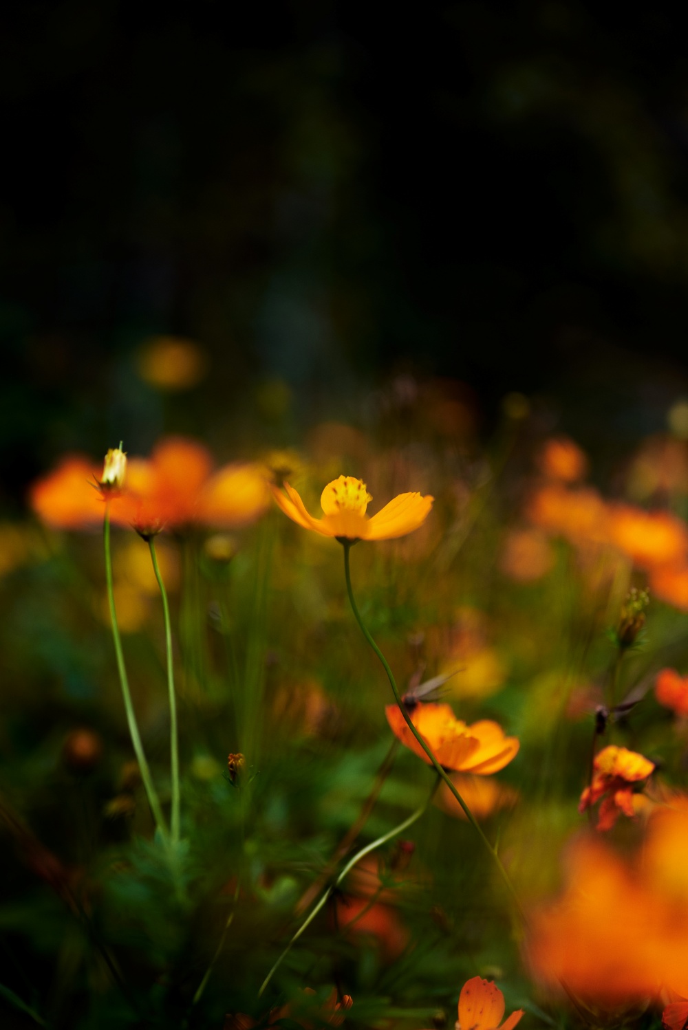 ニコンZ5とNIKKOR Z 50mm f/1.8Sで撮った写真。こちらもf1.8の開放で撮った写真。燃えるように咲く印象に仕上げました。