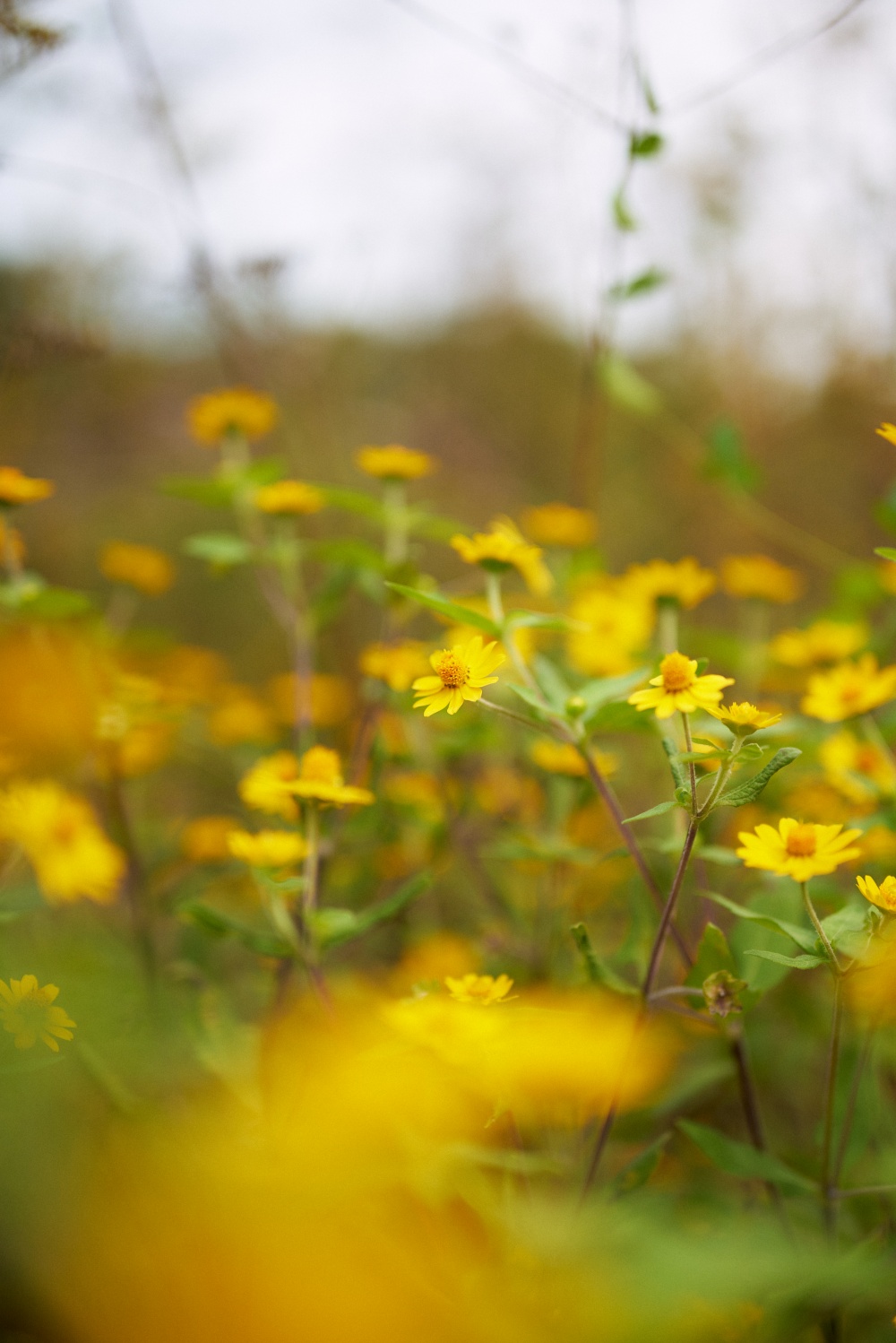 ニコンZ5とNIKKOR Z 50mm f/1.8Sで撮った写真。先ほどとは対照的にf1.8の開放でボケボケの一枚。お花はついつい開放で撮りがちになります。