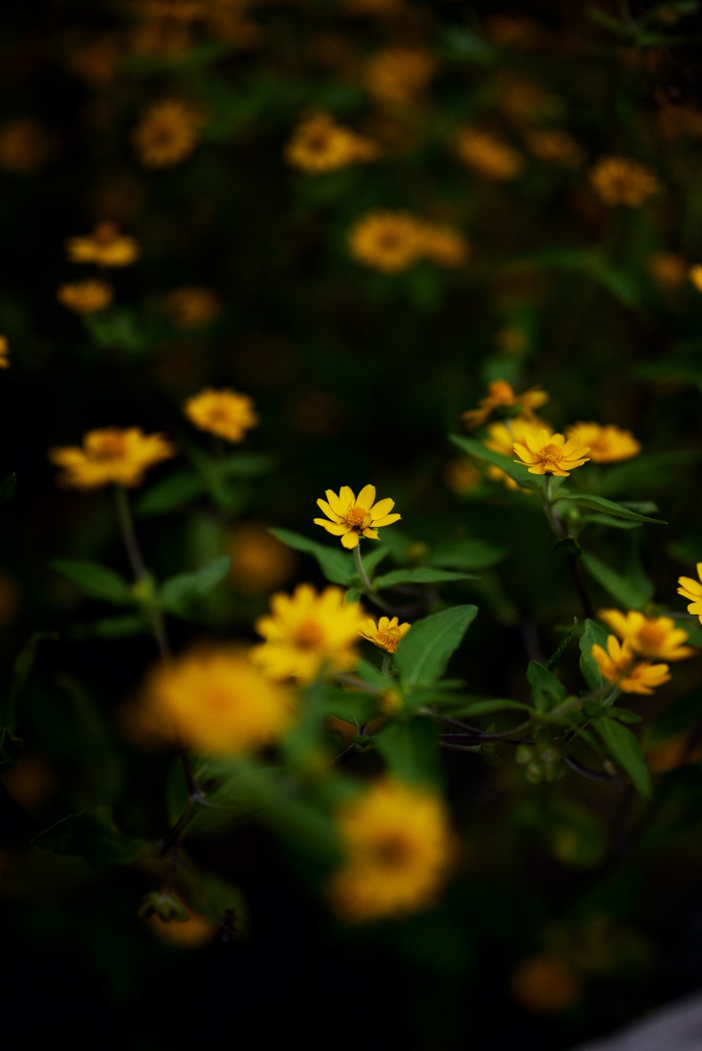 ニコンZ5とNIKKOR Z 50mm f/1.8Sで撮った写真。f1.8の開放が続きますが、真ん中のお花が浮き出るような一枚。