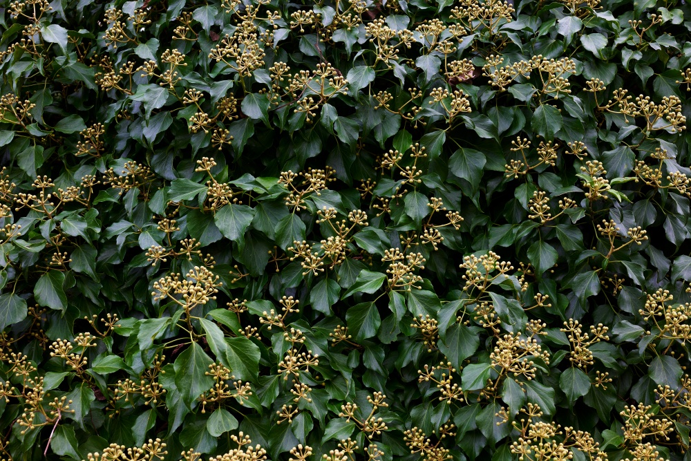 ニコンZ5とNIKKOR Z 50mm f/1.8Sで撮った写真。花かつぼみか分かりませんが、葉と密集する感じが良かったのでf8まで絞って撮りました。