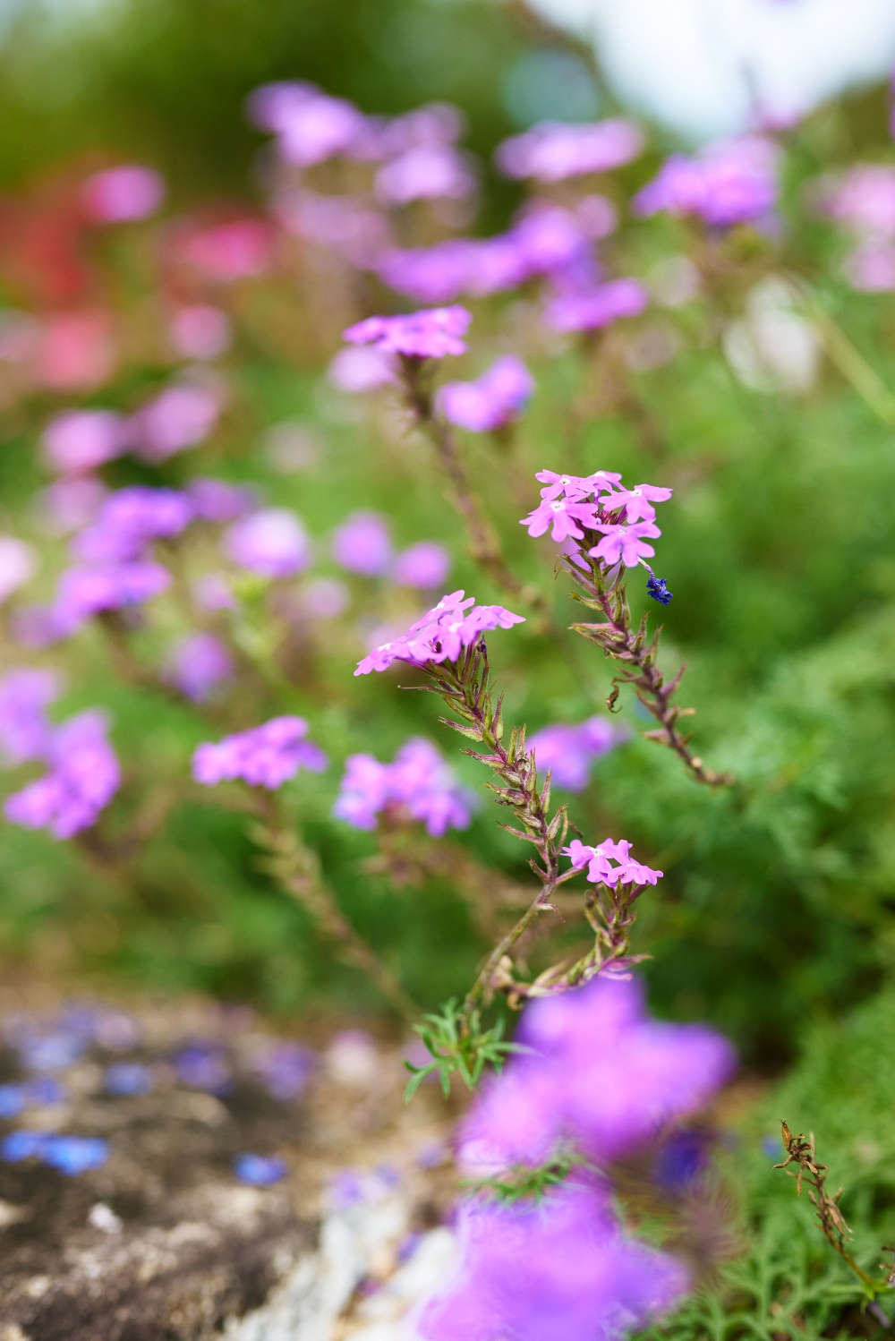 ニコンZ5とNIKKOR Z 50mm f/1.8Sで撮った写真。こちらは少しだけ絞ったf2.8で撮った写真。フルサイズの50mmだとf2.8でも十分ボケますね。