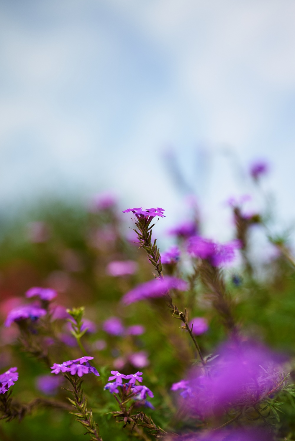 ニコンZ5とNIKKOR Z 50mm f/1.8Sで撮った写真。空に向かって咲く紫の花。かなり小さなお花ですが、NIKKOR Z 50mm f/1.8Sは最短撮影距離が0.4m（最大撮影倍率0.15倍）で、数値以上に寄れる印象があります。