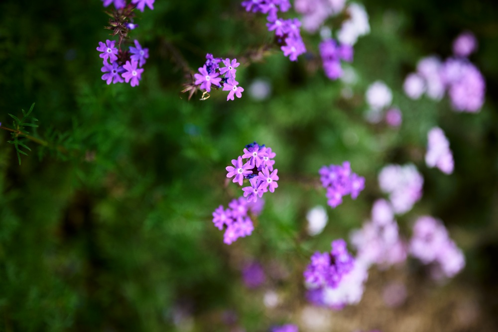 ニコンZ5とNIKKOR Z 50mm f/1.8Sで撮った写真。こちらも小さな花の写真。フルサイズの50mmのf1.8は本当によくボケる。意味もなくボカしがちで良くないですが、趣味なのでOK。