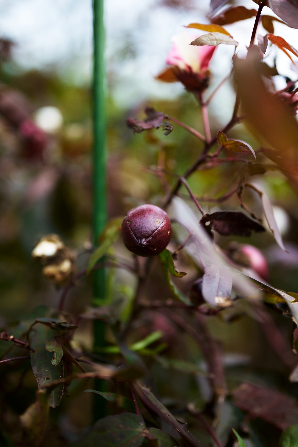 ニコンZ5とNIKKOR Z 50mm f/1.8Sで撮った写真。こちらの写真は赤茶ワタというワタが撮れる植物です。赤茶色の落ち着いた風合いがお気に入り。