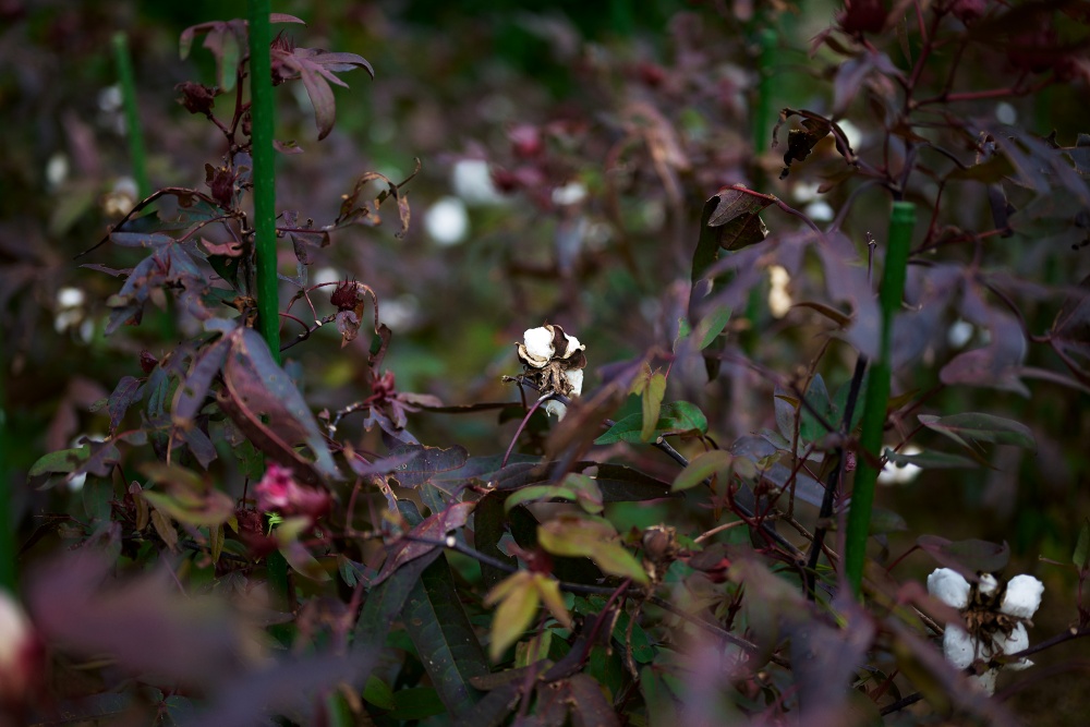 ニコンZ5とNIKKOR Z 50mm f/1.8Sで撮った写真。次も赤茶ワタですが、これは綿が出た状態。赤茶色に白色が映える一枚。