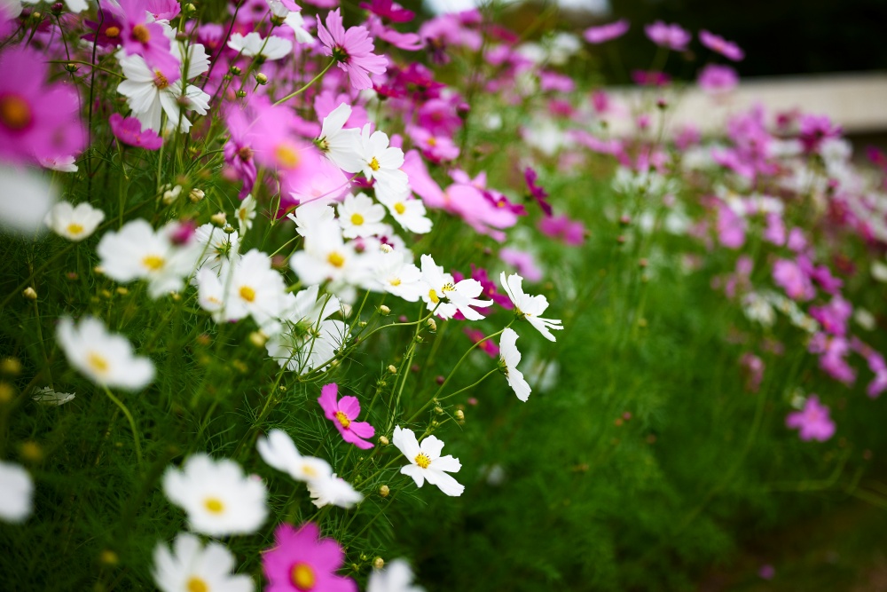 ニコンZ5とNIKKOR Z 50mm f/1.8Sで撮った写真。秋と言えばコスモス。漢字だと秋桜。まさに秋の花の代名詞です。