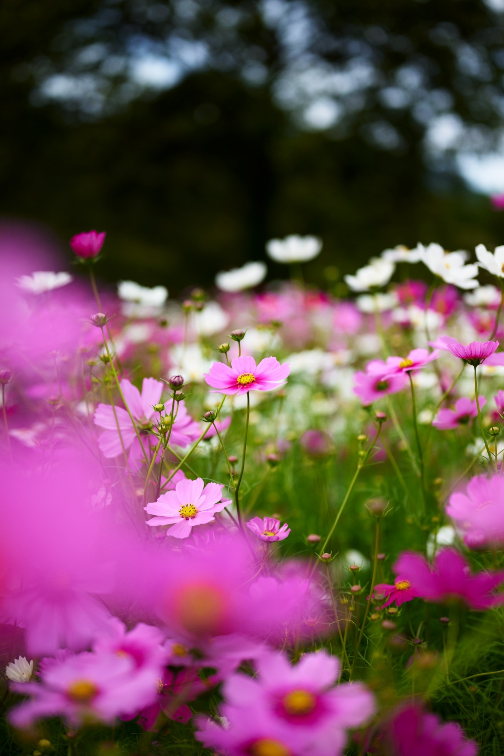 ニコンZ5とNIKKOR Z 50mm f/1.8Sで撮った写真。真ん中のピンクの秋桜にピントを合わせました。前ボケを入れて幻想的に仕上げました。