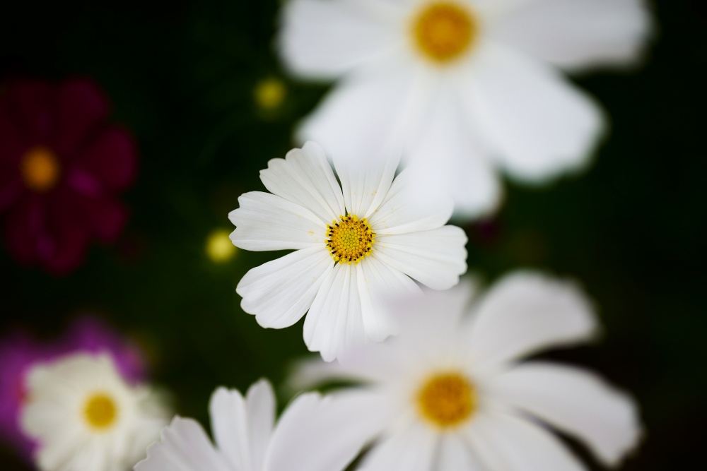 ニコンZ5とNIKKOR Z 50mm f/1.8Sで撮った写真。次は白い秋桜。上で咲いている秋桜からひょいっと顔をのぞかせている感じが良いですね。