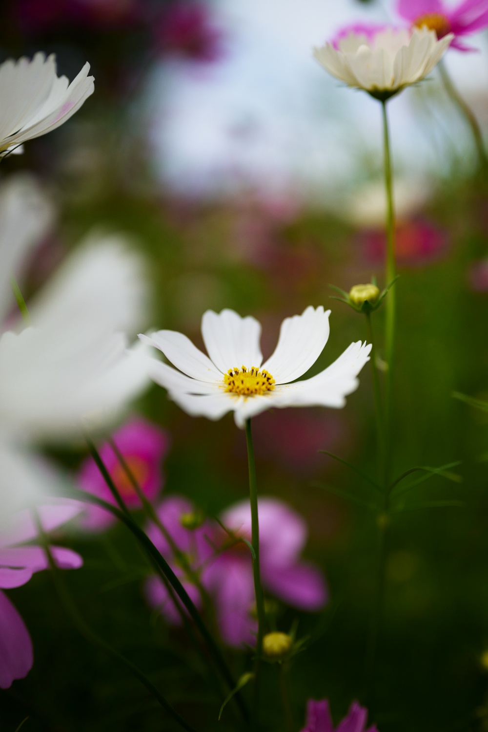 ニコンZ5とNIKKOR Z 50mm f/1.8Sで撮った写真。同じ花を縦構図で横から撮ってみました。NIKKOR Z 50mm f/1.8sは絞り開放でも良く写ります。寄って撮るとピント面がとても薄い。