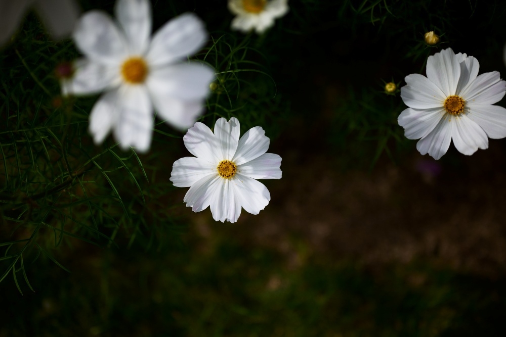 ニコンZ5とNIKKOR Z 50mm f/1.8Sで撮った写真。こちらも白いコスモス。お花は日の丸構図が良く似合います。