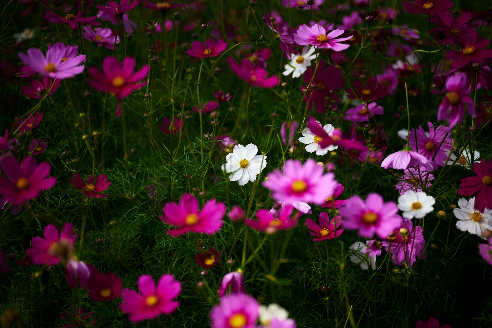 ニコンZ5とNIKKOR Z 50mm f/1.8Sで撮った写真。控えめに主張する真ん中の白いコスモスにピントを合わせました。