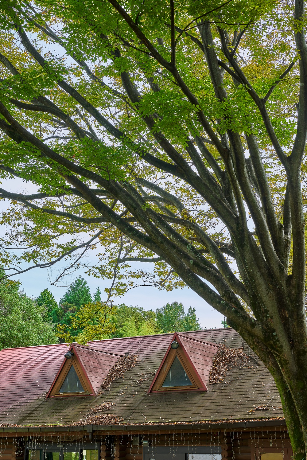 ニコンZ5とNIKKOR Z 50mm f/1.8Sで撮った写真。木陰の建物。屋根に積もる枯れ葉と木に宿る緑の葉の対比。