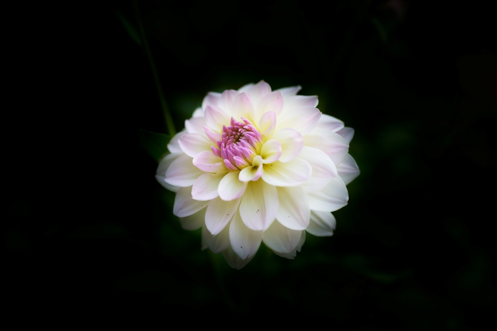 ニコンZ5とNIKKOR Z 50mm f/1.8Sで撮った写真。浮かび上がる花の写真。Capture Oneで現像していますが、マスクを使って花の周りのシャドウを落としています。