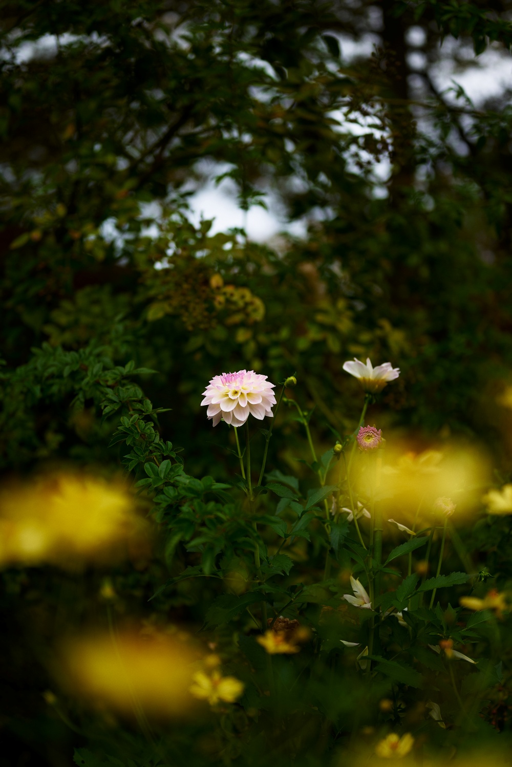 ニコンZ5とNIKKOR Z 50mm f/1.8Sで撮った写真。こちらも前ボケを意識した写真。もっと派手に黄色の花の前ボケを入れても良かったなと思います。
