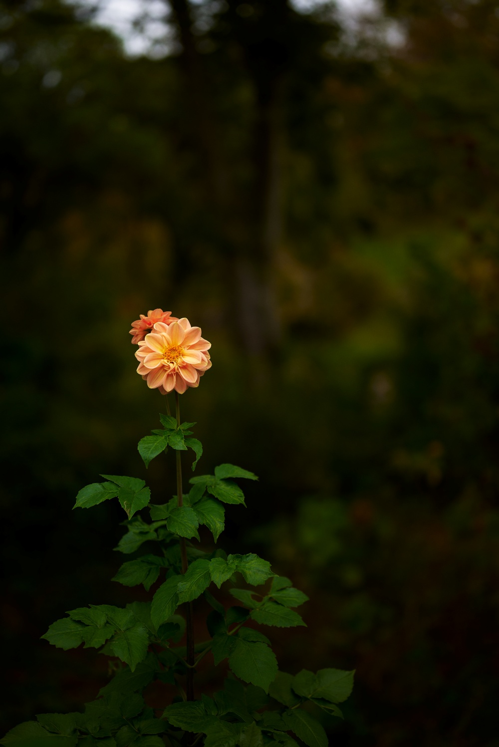 ニコンZ5とNIKKOR Z 50mm f/1.8Sで撮った写真。ちょっと木陰に咲いていたお花。ヨーロッパのフォトグラファーっぽい雰囲気に寄せてみました。
