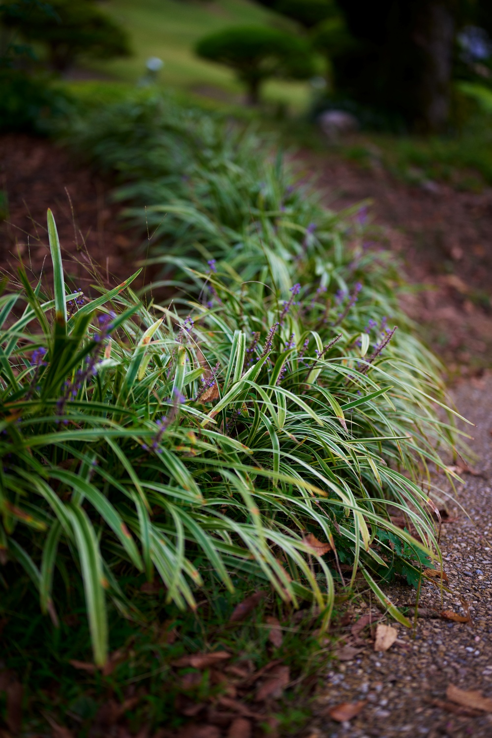 ニコンZ5とNIKKOR Z 50mm f/1.8Sで撮った写真。手前から奥にかけて曲線描いている構図が綺麗でした。
