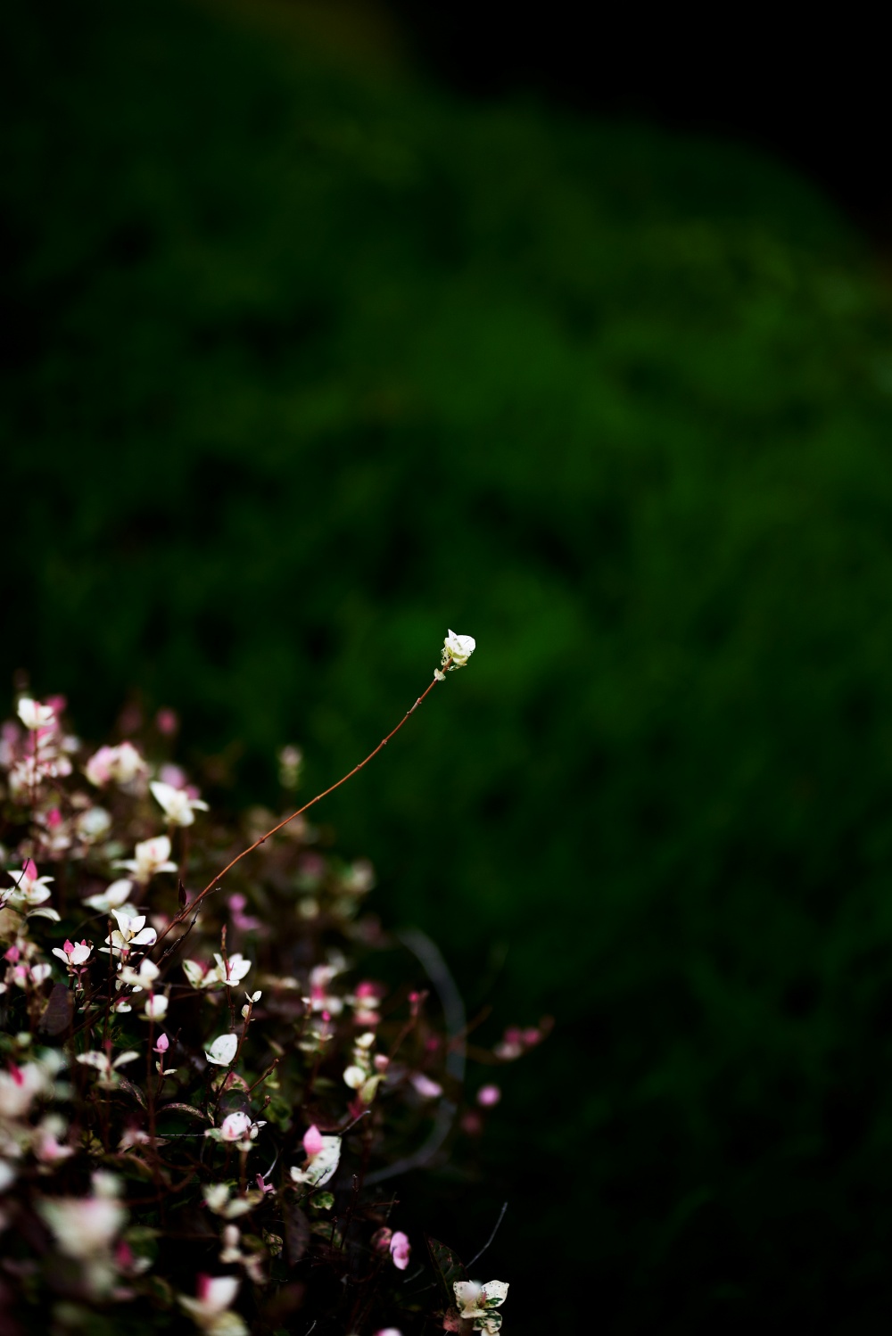 ニコンZ5とNIKKOR Z 50mm f/1.8Sで撮った写真。ぴょこっと枝が伸びているのがかわいらしかった白いお花。