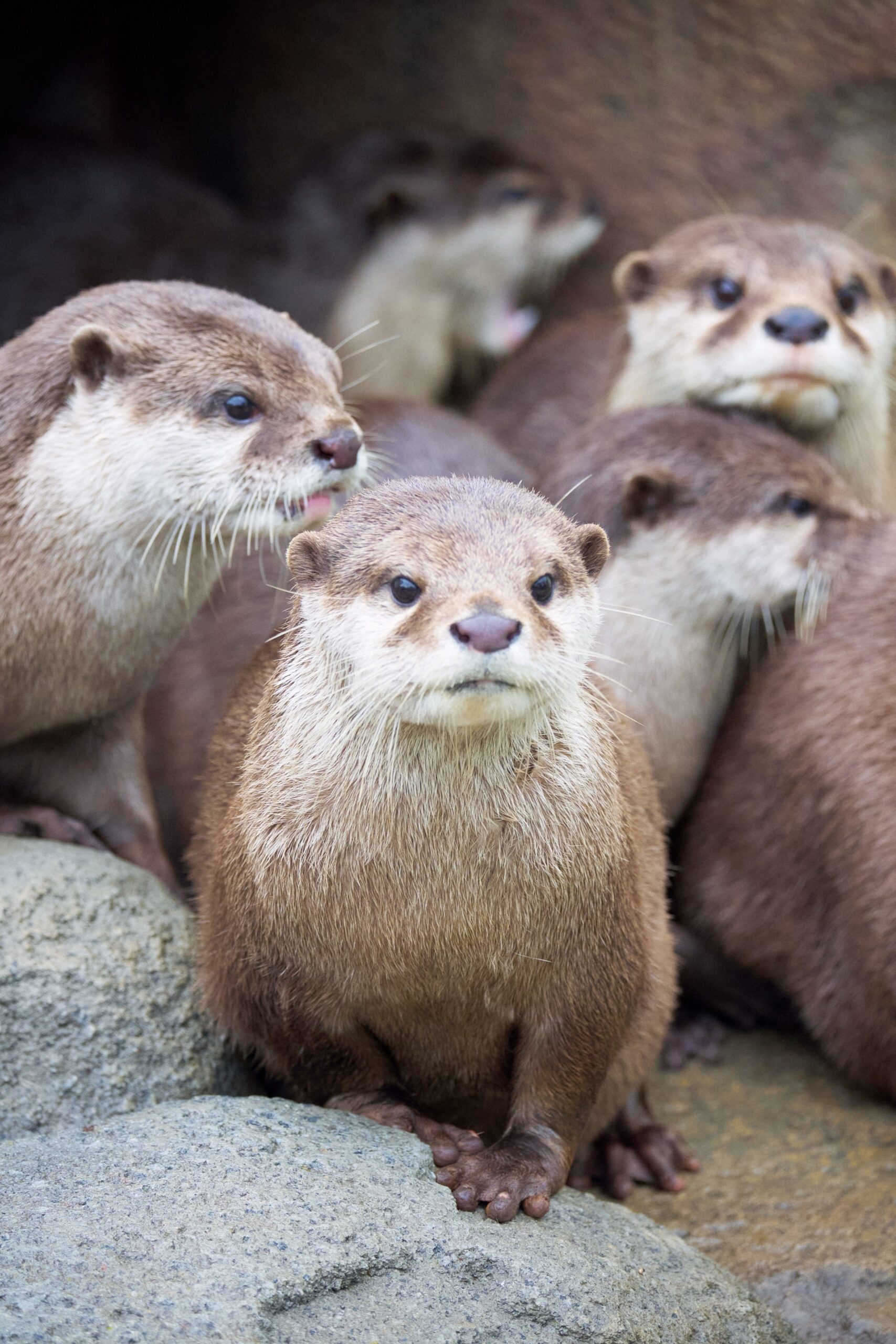 さらにグッとズームして撮ったコツメカワウソ。ちなみに動物瞳AFに設定しているとたまに認識していました。