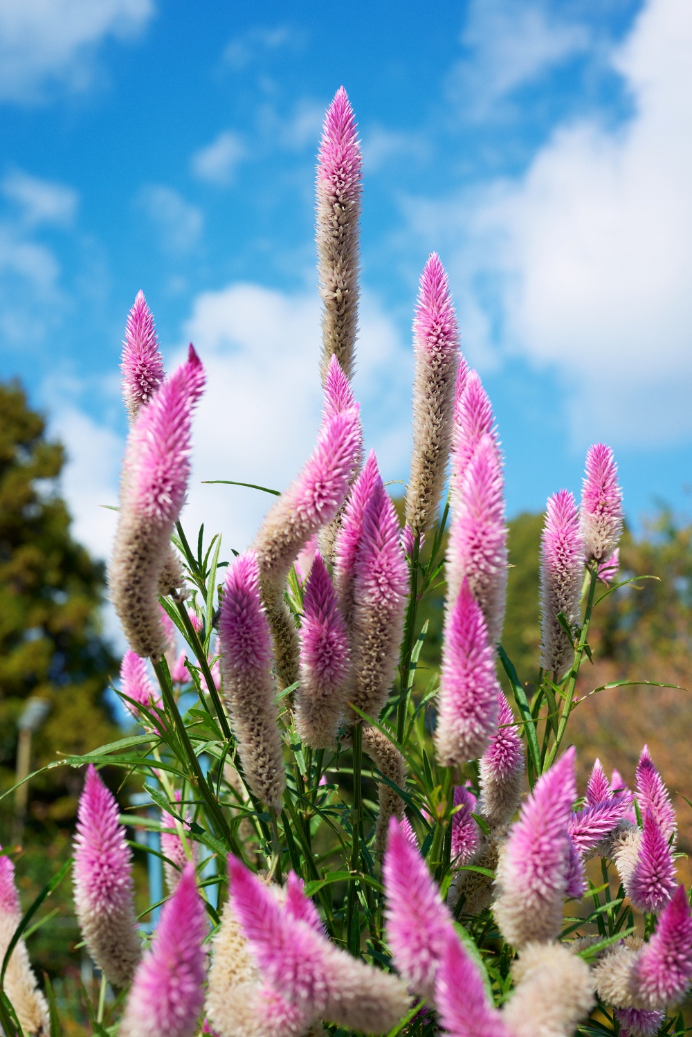 ニコンZ5とNIKKOR Z 50mm f/1.8Sで撮った写真。こちらも同じくノゲイトウの花。NIKKOR Z 50mm f/1.8Sの解像感たるや。
