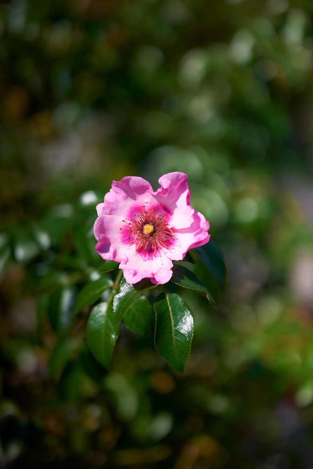 ニコンZ5とNIKKOR Z 50mm f/1.8Sで撮った写真。これは椿だったかな？花も良いですが葉の艶感が好きです。
