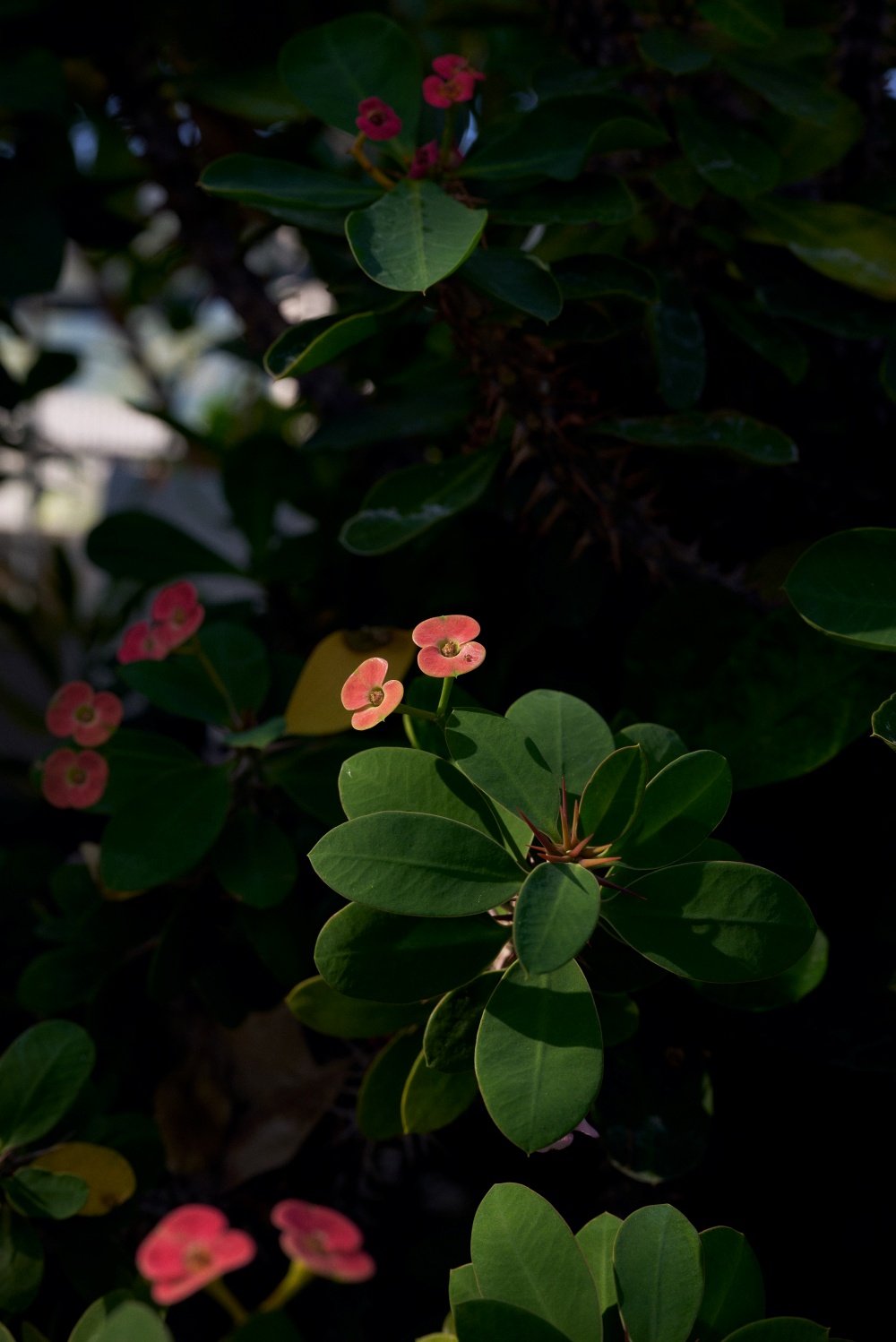 ニコンZ5とNIKKOR Z 50mm f/1.8Sで撮った写真。日陰の中、少し陽が当たる花。この花はかなり小さいのですが、NIKKOR Z 50mm f/1.8 Sは意外と寄れるイメージがあります。