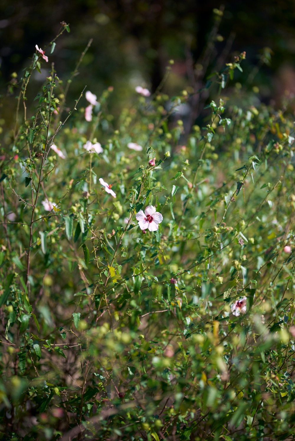 ニコンZ5とNIKKOR Z 50mm f/1.8Sで撮った写真。一つだけきれいに開いた花を発見したので撮った一枚。開放でちょっとグルグルしたボケが良い。