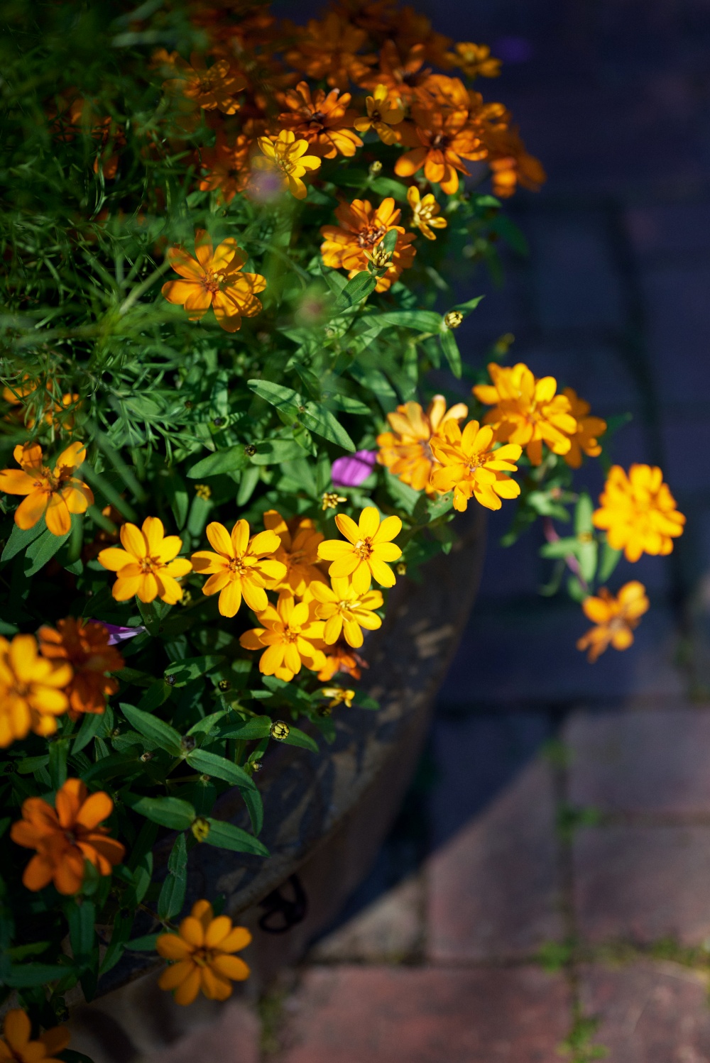 ニコンZ5とNIKKOR Z 50mm f/1.8Sで撮った写真。光の当たり方が素敵な花。