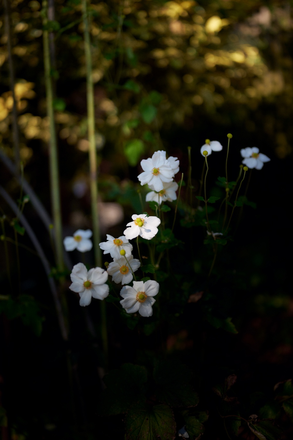 ニコンZ5とNIKKOR Z 50mm f/1.8Sで撮った写真。植物園ではスポットライトが当たるように咲く花を探しています。RAW現像でもっとスポットライト感を演出しても良いですが、やりすぎるとわざとらしくなるので今回は演出無し。撮った状況のままでも十分綺麗だと思います。