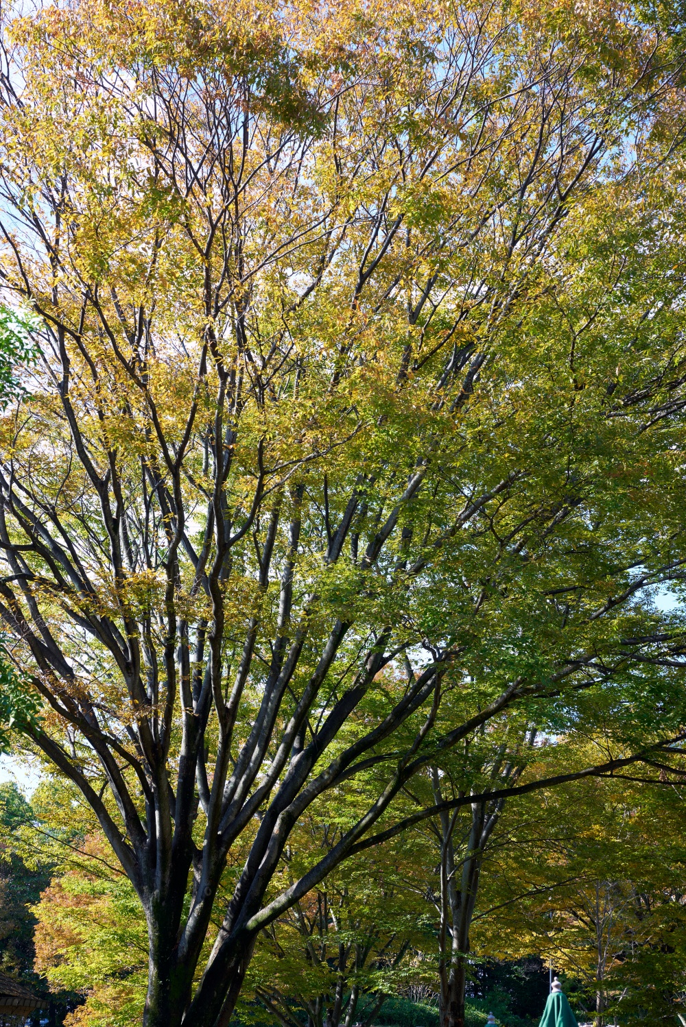 ニコンZ5とNIKKOR Z 50mm f/1.8Sで撮った写真。生い茂る葉の美しさよ。NIKKOR Z 50mm f1.8Sはコスパが良すぎて他のレンズを買う気がしなくなる恐ろしいレンズ。