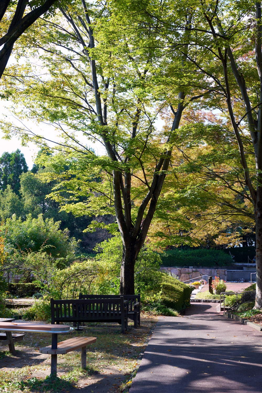 ニコンZ5とNIKKOR Z 50mm f/1.8Sで撮った写真。木の美しさに囚われてずっと木を撮ってました。