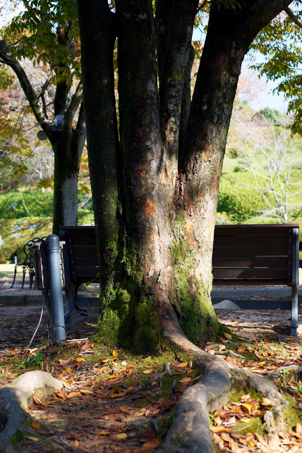 ニコンZ5とNIKKOR Z 50mm f/1.8Sで撮った写真。地面に広がる苔むした木の根も素晴らしい被写体。