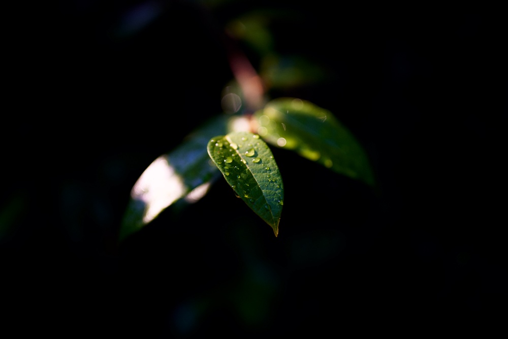 ニコンZ5とNIKKOR Z 50mm f/1.8Sで撮った写真。水滴が美しかった葉っぱ。