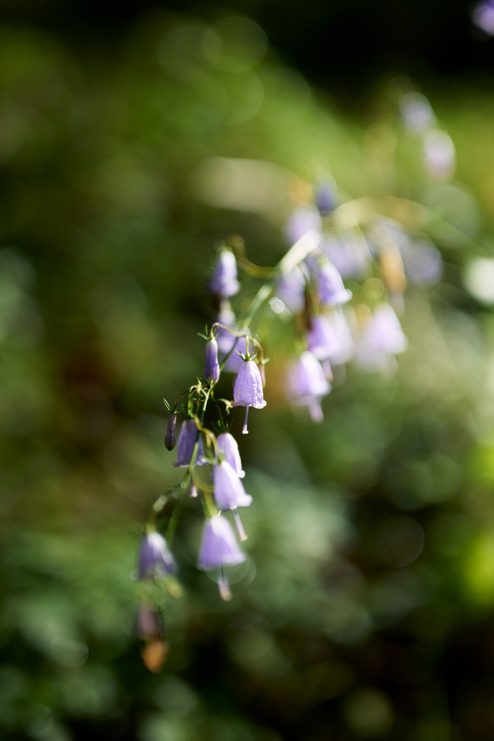 ニコンZ5とNIKKOR Z 50mm f/1.8Sで撮った写真。ツリガネニンジンかな。植物園の山に自生していたので名前の表示は無かったです。もはやボケを撮ると言っても良いくらいのボケ感。鐘が鳴っているかのように見えるのがお気に入り。