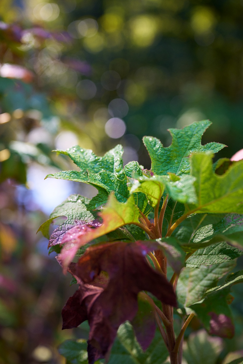 ニコンZ5とNIKKOR Z 50mm f/1.8Sで撮った写真。こちらもボケが綺麗な一枚。葉っぱからシャボン玉がでているようで綺麗。