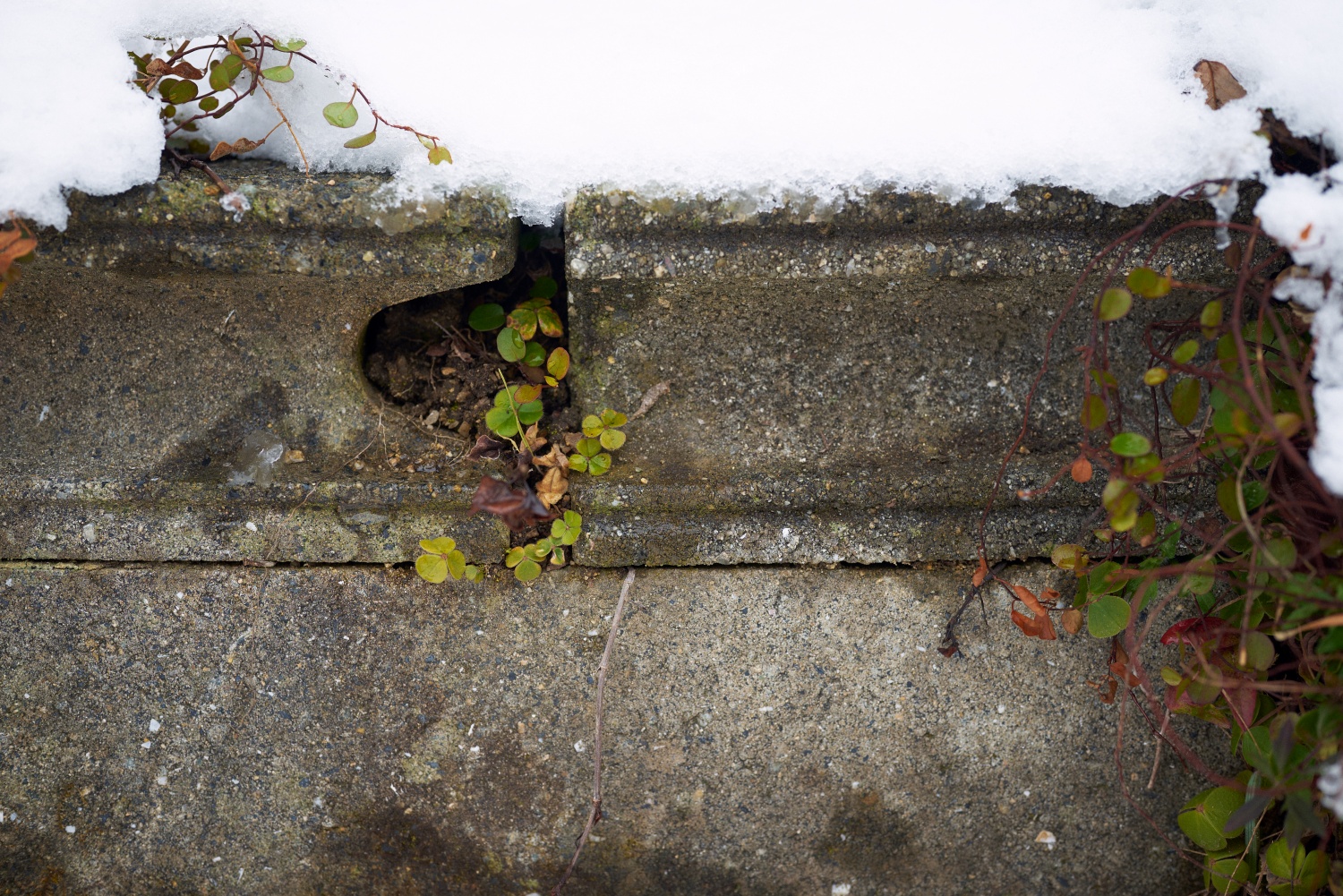 ニコンZ5とNIKKOR Z 50mm f/1.8Sで撮った写真。雪に埋もれたブロックの隙間から生える雑草の生命力美。