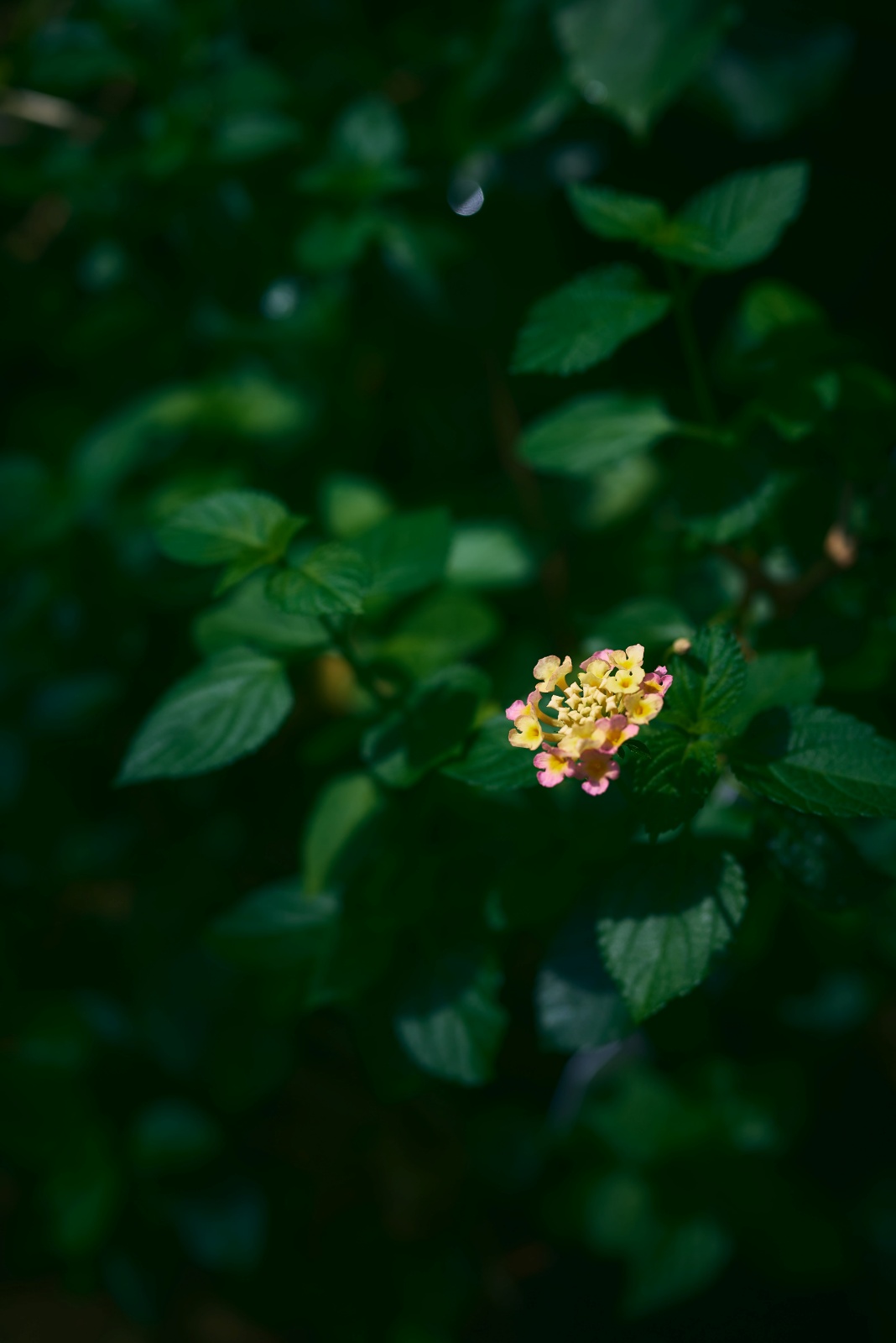 ニコンZ5とNIKKOR Z 50mm f/1.8Sで撮った写真。温室内はチョウチョのためか、お花も見どころ。