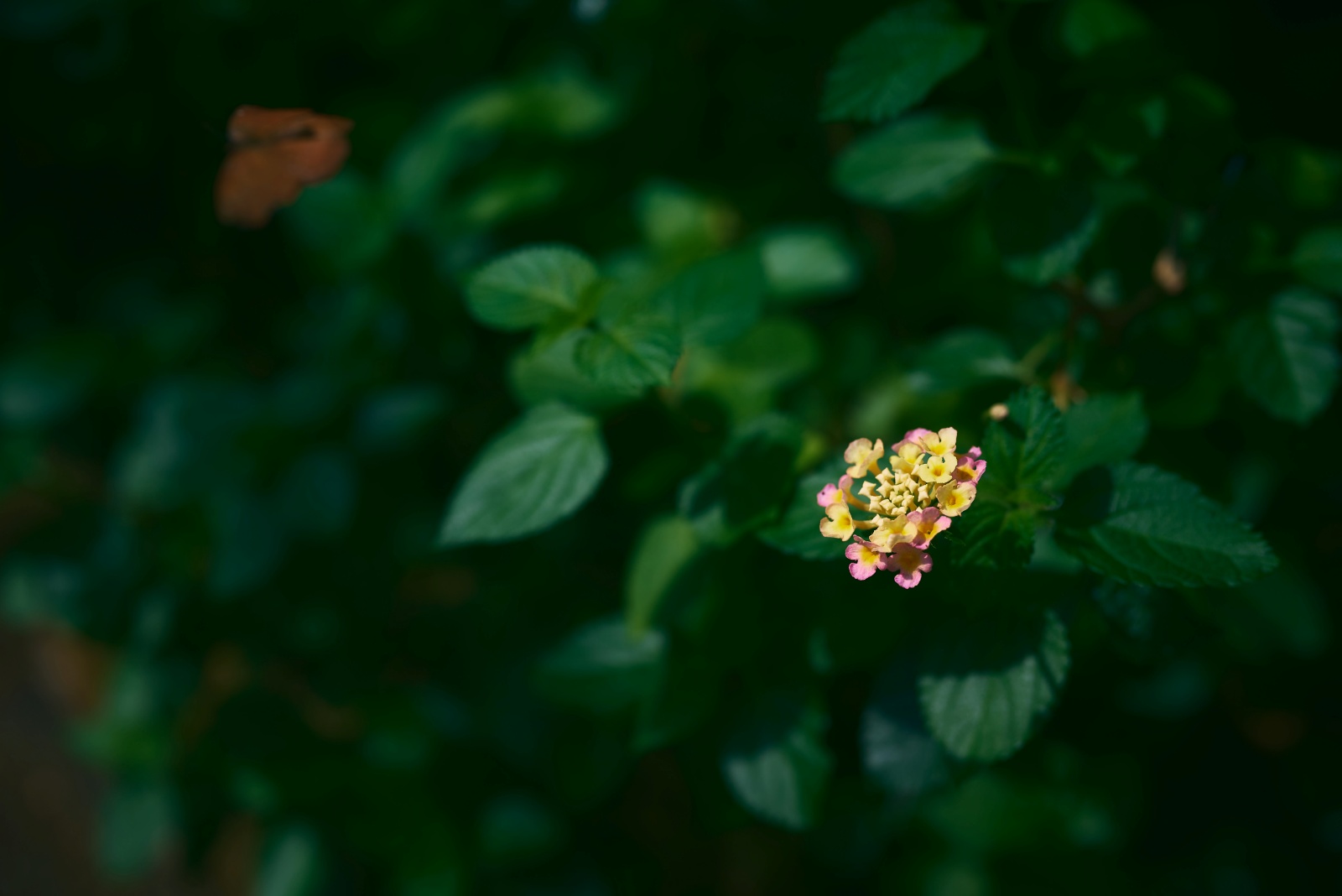 ニコンZ5とNIKKOR Z 50mm f/1.8Sで撮った写真。写真の左上にお花の蜜を吸って去っていく蝶々が薄っすら写っています。蜜を吸われる花と、蜜を吸う蝶々の対比。でも実は花は吸われているのではなく、吸わせているのだと思うと、したたかな生存戦略で花が笑っているようにも見えます。