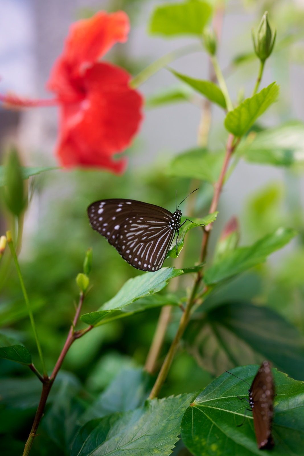 ニコンZ5とNIKKOR Z 50mm f/1.8Sで撮った写真。こちらは限界まで寄った蝶々の写真。NIKKOR Z 50mm f/1.8 Sも結構寄れますよ。50mmとはいえ、フルサイズだとf2.8でもボケ過ぎてしまい、チョウチョの羽がボケてしまった。咄嗟の最適な絞り設定はまだまだ修行が必要です。