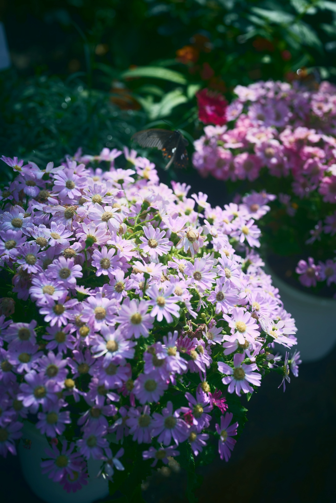 ニコンZ5とNIKKOR Z 50mm f/1.8Sで撮った写真。蝶々が飛び去っていった花。手前の花から奥の花に移動する蝶々。そんなストーリーが一枚の写真の中にあります。