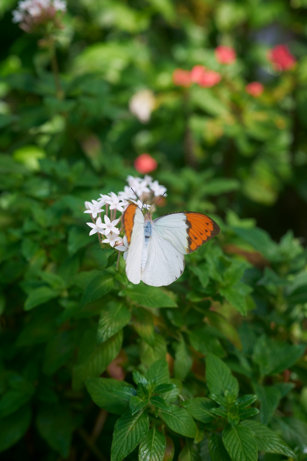 ニコンZ5とNIKKOR Z 50mm f/1.8Sで撮った写真。昆虫館の中のチョウチョ放し飼いゾーンでの一枚。私の中では蝶々と蛾の区別はいまだはっきりしていません。絞りが足りず羽がボケているので図鑑写真としては失敗ですが、じわっとボケる感じは好きです。