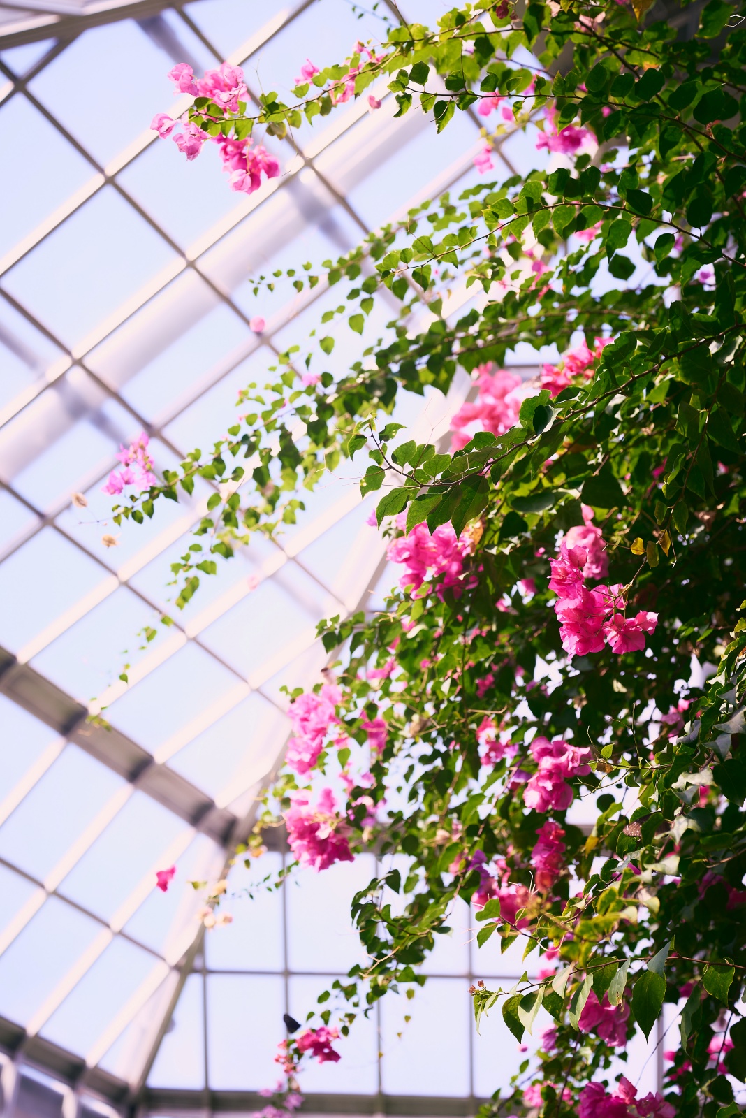 ニコンZ5とNIKKOR Z 50mm f/1.8Sで撮った写真。見上げて撮った花。本来光や水を遮り、植物の生長を止める屋根と、そんなことお構いなしで生き生きと生える植物の対比。