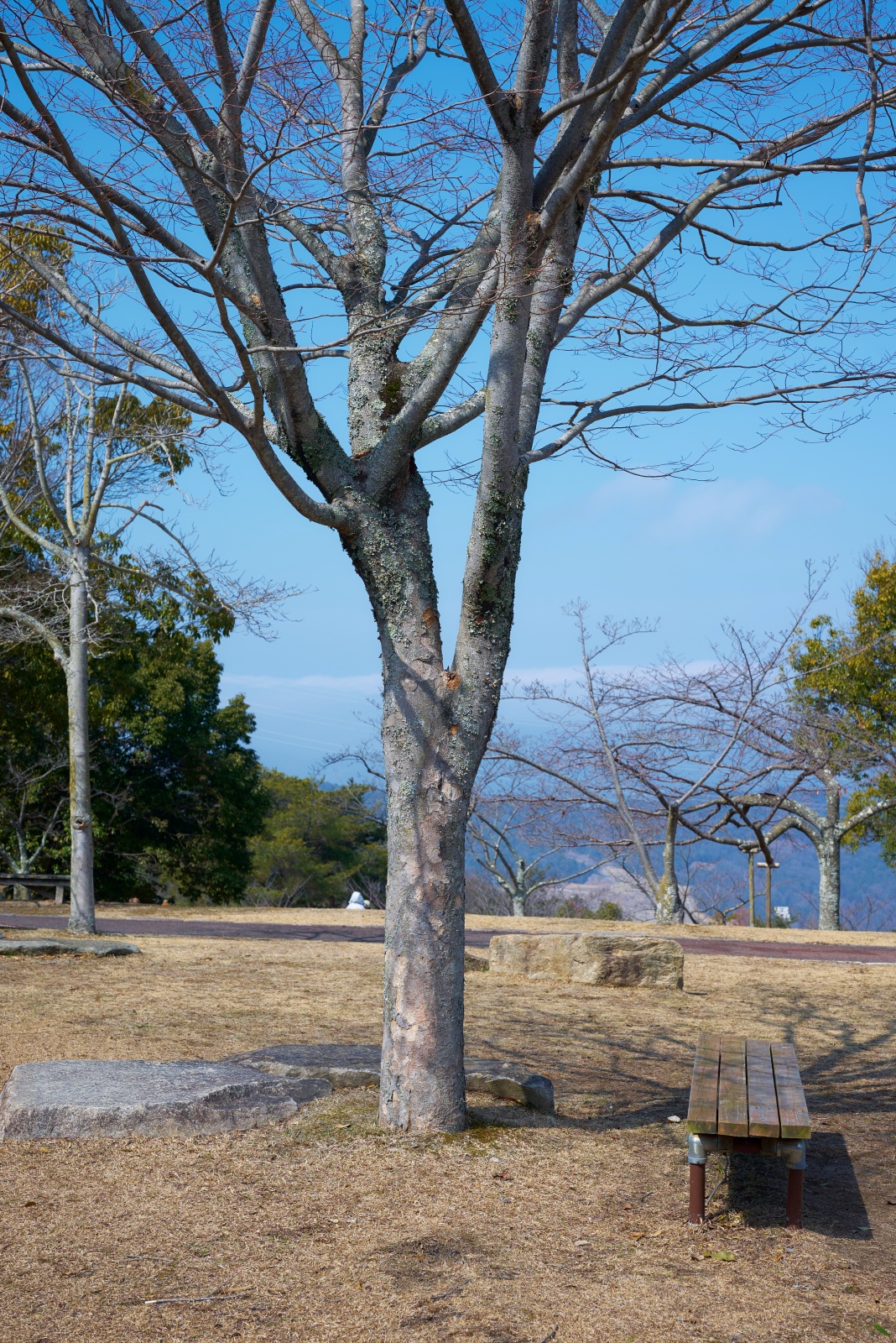 ニコンZ5とNIKKOR Z 50mm f/1.8Sで撮った写真。木に魅せられて撮るシリーズ。木の幹の枝分かれの生命力に惹かれて撮った一枚。